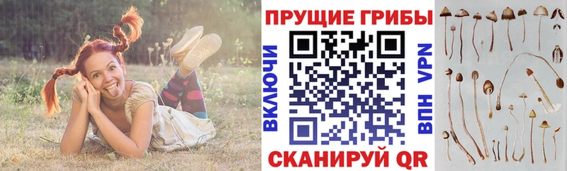 блэк спрут ссылки  Будённовск  Галлюциногенные грибы GOLDEN TEACHER 